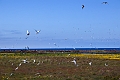 2011-07-09_11-05-45 island